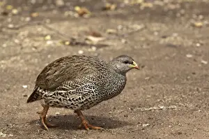 Francolin Prints: Natal Francolin - walking - South Africa
