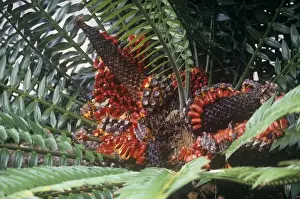 Cones Prints: Natal Giant Cycad - with mature strobilus