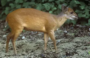 Natal / Red Duiker