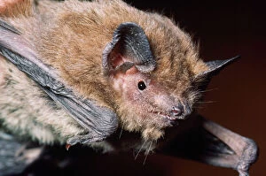 Images Dated 31st July 2007: Nathusius Pipistrelle Bat Europe