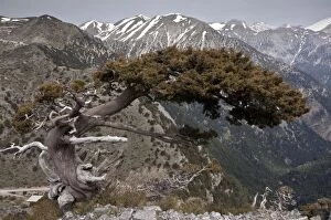 Native Ancient Cypress