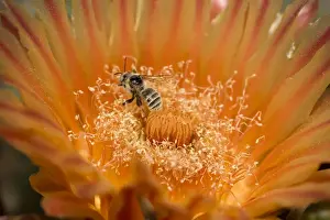 Native Bee on fishhook barrel cactus blossum (Ferocactus wislizeni) - Likely leafcutter bee (Family Megachilidae) Sonoran Desert - Arizona - Taking nectar from fishhook barrel cactus blossum - Carries pollen to other blossoms thereby pollinatiing