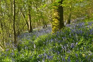 A native British Bluebell woodland
