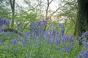Images Dated 25th April 2011: A native British bluebell woodland at sunrise