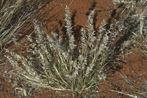 Images Dated 7th June 2003: Native Oat-grass Native Australian grass. Northern South Australia, Australia