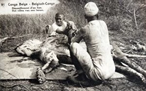 Congo Gallery: Native trackers skinning a lion in Belgian Congo