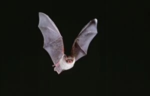 Images Dated 10th February 2006: Natterer's Bat - in flight
