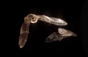 Natterers BAT - in flight