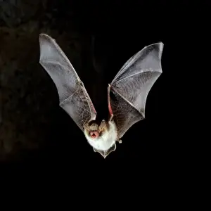 Dark Prints: Natterer's Bat - in flight at night
