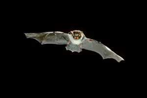Natterer's Bat - in flight at night