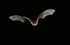 Belgium Collection: Natterer's Bat - In flight at night - Belgium (Selysius nattereri)