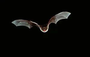 Night Prints: Natterer's Bat - In flight at night - Belgium (Selysius nattereri)
