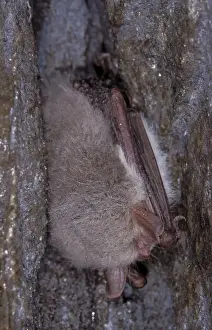 Hibernating Prints: Natterer's Bat - hibernation at cave - the Ardennes - Belgium