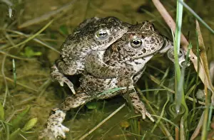 Natterjack Toad - pair mating UK