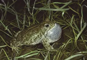 Croaking Prints: Natterjack Toad - singing