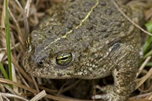 Images Dated 6th May 2006: Natterjack Toad - UK - Protected species - Reintroduced in many areas in the UK- Prefers sandy
