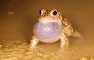Natterjack Toad USH 328 Calling Bufo calamita &copy; Duncan Usher / ardea. com