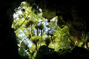 North Island Prints: Natural Bridge view from the bottom up through a natural limestone arch at Mangopohoe Natural Bridge Waitomo