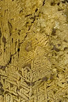 Metals Prints: Natural Gold Specimen - Dendritic crystals - Ebagoola-Cape York- Queensland - Australia