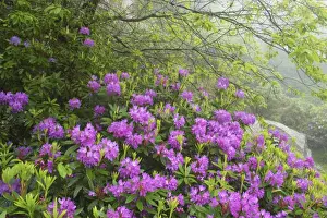 Shrubs Prints: Naturalised Rhododendron Scrub Barrator Resevoir
