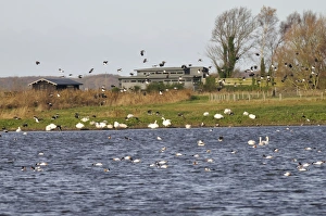 Images Dated 18th October 2008: Nature reserve. Martin Mere, WWT
