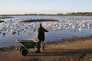 Images Dated 18th October 2008: Nature Reserve. Martin Mere WWT - feeding time in the winter