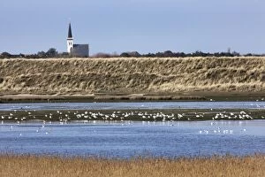 Images Dated 24th March 2009: Nature reserve with resting birds - Texel - island - Netherlands