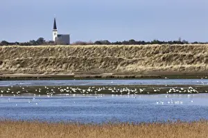 Texel Prints: Nature reserve with resting birds - Texel - island - Netherlands