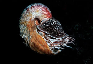 Images Dated 9th December 2004: Nautilus - This rarely seen hairy nautilus was trapped in 80 m of water