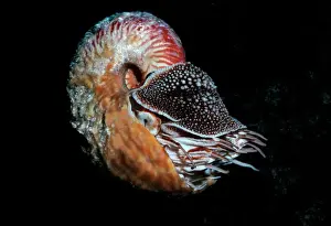 Mollusc Prints: Nautilus - This rarely seen hairy nautilus was trapped in 80 m of water
