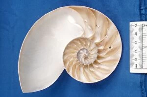 Nautilus - Section