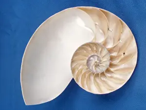 Nautilus - section