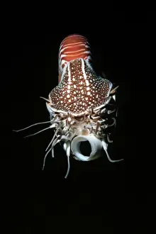 Nautilus - This specimen was brought up from 200 meters in a trap and released Milne bay. Papua New Guinea