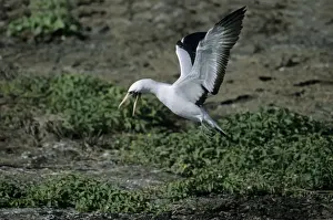 Boobie Prints: Nazca Booby - landing on volcanic breeding grounds Tower (Genovesa) island
