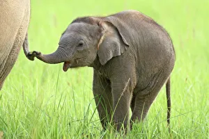 Funny Collection: ndian / Asian Elephant - calf playing with mother's tail, Corbett National Park, Uttaranchal, India