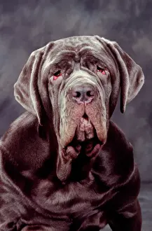 Mastiffs Prints: Neapolitan Mastiff Dog