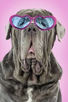 Neapolitan Mastiff dog wearing heart shaped glasses
