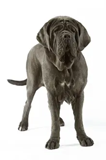 Neapolitan Mastiff - standing. Also known as Mastino Napoletano
