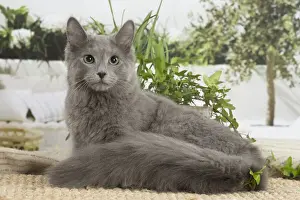 NEBELUNG
