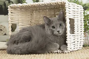 NEBELUNG