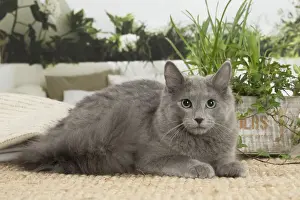 NEBELUNG