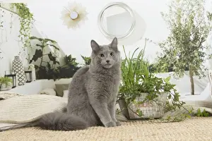 NEBELUNG