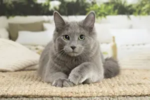 NEBELUNG