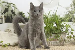 NEBELUNG