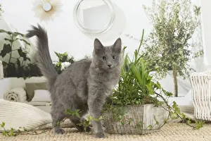 NEBELUNG