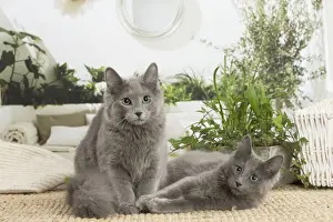 NEBELUNG