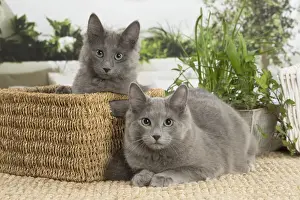 NEBELUNG