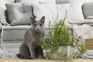 Nebelung cat indoors