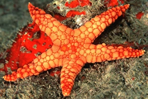 <b class=qtipBold><figcaption>Necklace Starfish</figcaption></b><br>AU-100-BS NECKLACE STARFISH Fromia monilis Auscape Please note that prints are for personal display purposes only and may not be reproduced in any way.<br><em>© Ardea 2007 - All Rights Reserved</em> Necklace Starfish