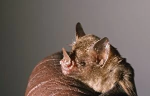 Images Dated 10th August 2007: Nectar Feeding Bat - According to research by Dr. Christian Voigt from Berlin